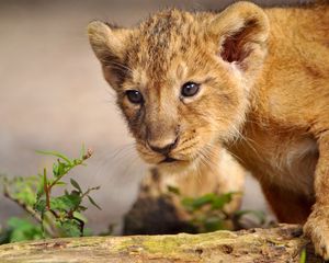 Preview wallpaper lion, cub, walk, curiosity, predator
