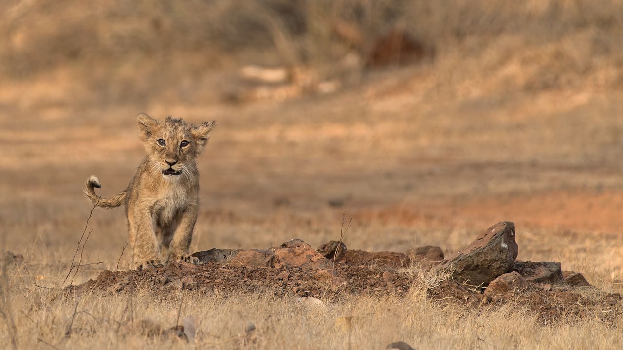 Wallpaper lion, cub, wildlife, savanna