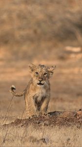 Preview wallpaper lion, cub, wildlife, savanna