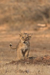 Preview wallpaper lion, cub, wildlife, savanna