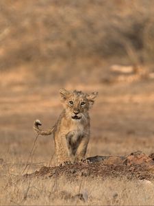 Preview wallpaper lion, cub, wildlife, savanna