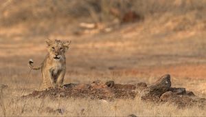 Preview wallpaper lion, cub, wildlife, savanna