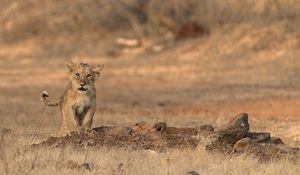 Preview wallpaper lion, cub, wildlife, savanna