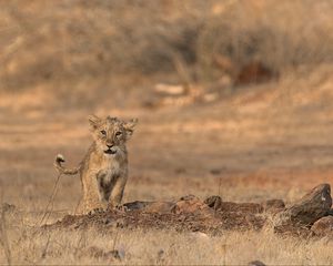 Preview wallpaper lion, cub, wildlife, savanna