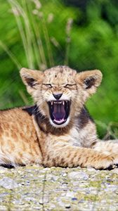 Preview wallpaper lion, cub, yawn, animal