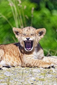 Preview wallpaper lion, cub, yawn, animal