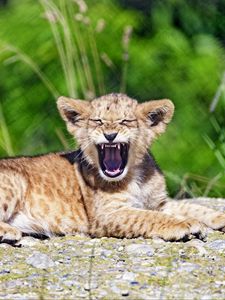 Preview wallpaper lion, cub, yawn, animal