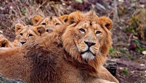 Preview wallpaper lion, cubs, care, protection