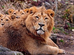 Preview wallpaper lion, cubs, care, protection