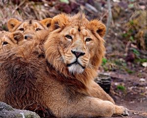 Preview wallpaper lion, cubs, care, protection