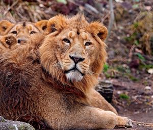 Preview wallpaper lion, cubs, care, protection