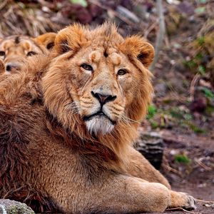Preview wallpaper lion, cubs, care, protection
