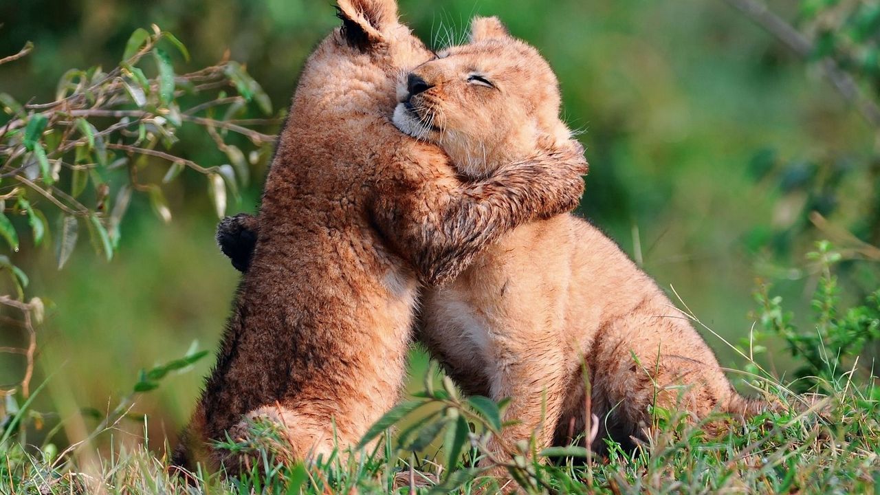Wallpaper lion cubs, cubs, hugging, herb