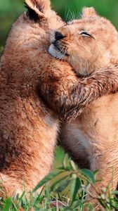 Preview wallpaper lion cubs, cubs, hugging, herb