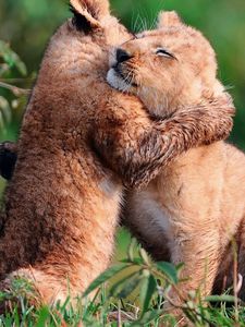 Preview wallpaper lion cubs, cubs, hugging, herb