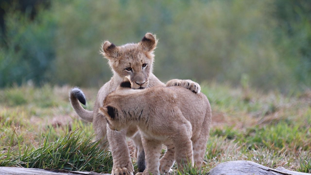 Wallpaper lion cubs, cubs, kittens, predators