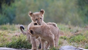 Preview wallpaper lion cubs, cubs, kittens, predators