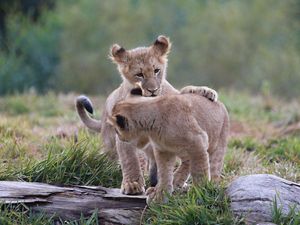 Preview wallpaper lion cubs, cubs, kittens, predators