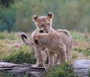 Preview wallpaper lion cubs, cubs, kittens, predators