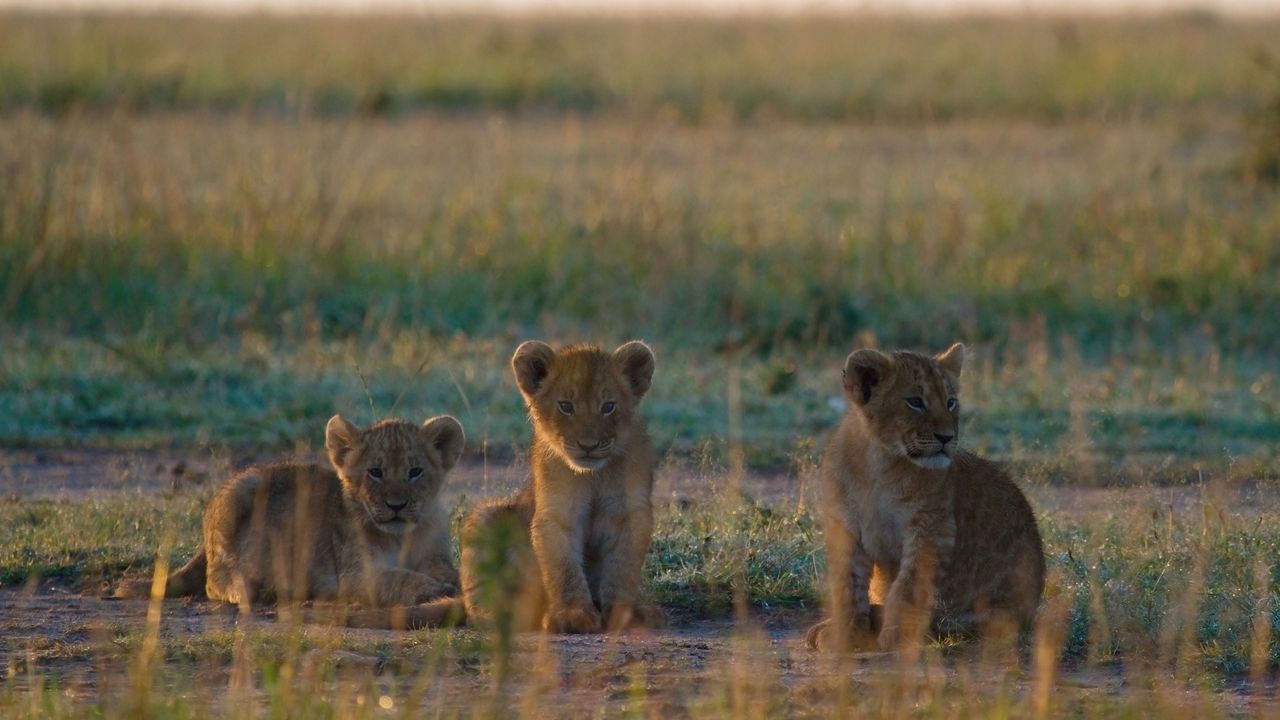 Wallpaper lion cubs, cubs, walk, grass