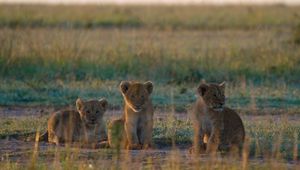 Preview wallpaper lion cubs, cubs, walk, grass