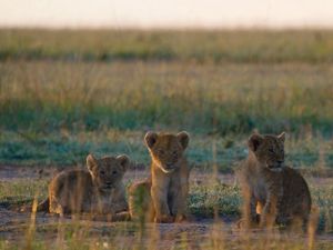 Preview wallpaper lion cubs, cubs, walk, grass