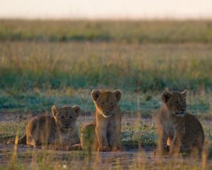 Preview wallpaper lion cubs, cubs, walk, grass
