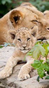 Preview wallpaper lion, cubs, leaves, stones