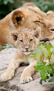 Preview wallpaper lion, cubs, leaves, stones