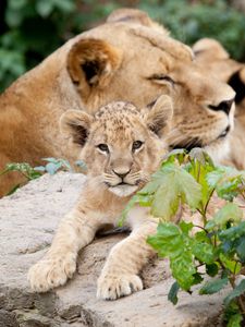 Preview wallpaper lion, cubs, leaves, stones