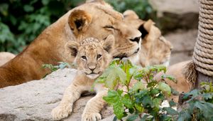 Preview wallpaper lion, cubs, leaves, stones