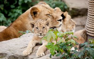 Preview wallpaper lion, cubs, leaves, stones