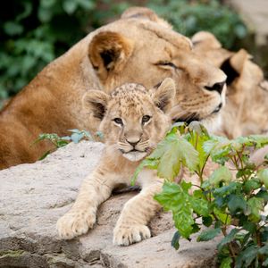 Preview wallpaper lion, cubs, leaves, stones