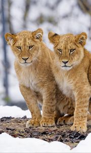 Preview wallpaper lion cubs, lions, animals, big cat, wildlife