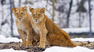 Preview wallpaper lion cubs, lions, animals, big cat, wildlife