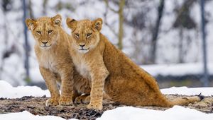 Preview wallpaper lion cubs, lions, animals, big cat, wildlife