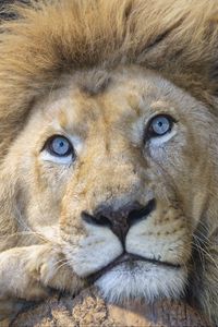 Preview wallpaper lion, eyes, predator, big cat, animal