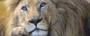 Preview wallpaper lion, eyes, predator, big cat, animal