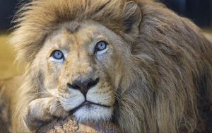 Preview wallpaper lion, eyes, predator, big cat, animal