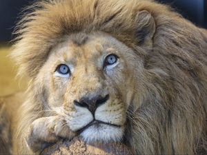 Preview wallpaper lion, eyes, predator, big cat, animal