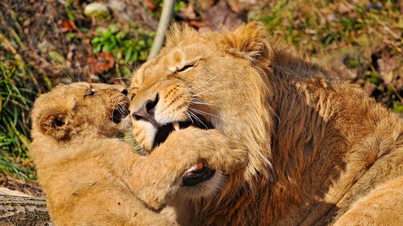 Wallpaper lion, face, aggression, predator, cub, play