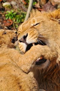 Preview wallpaper lion, face, aggression, predator, cub, play