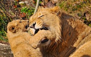 Preview wallpaper lion, face, aggression, predator, cub, play