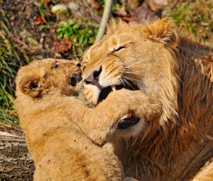 Preview wallpaper lion, face, aggression, predator, cub, play