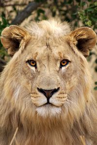 Preview wallpaper lion, face, big cat, cute