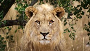 Preview wallpaper lion, face, big cat, cute