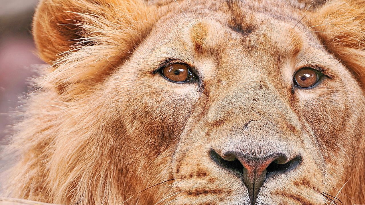 Wallpaper lion, face, big cat, predator