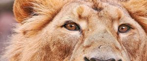 Preview wallpaper lion, face, big cat, predator