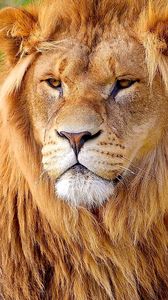 Preview wallpaper lion, face, big cat, carnivore, mane