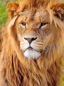 Preview wallpaper lion, face, big cat, carnivore, mane